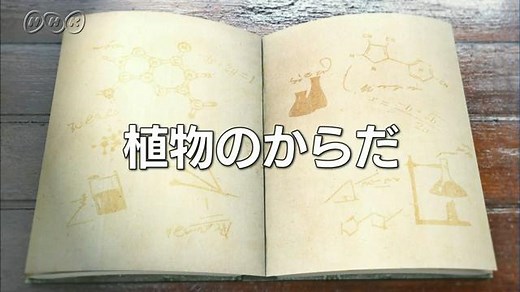 植物のからだ | １０ｍｉｎ．ボックス　理科２分野 | NHK for School