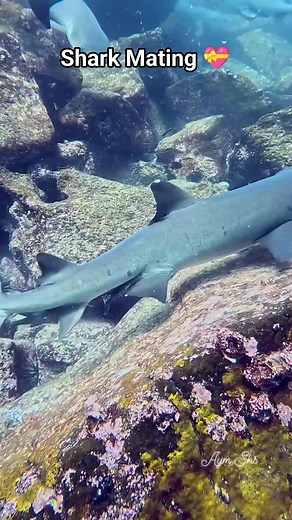 Amazing footage about Sharks Mating 💓💓💓😀 #sharks #sharkweek #SharksMating #sharkdiving #underwaterlife #uwphotography #underwaterphotography #ocean #oceanlife #viralshorts #underwaterworld #viralpost #viralreelsfb | Red Sea Diving