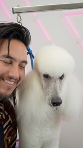 This is how I do my poodle face! Doing this right is key to getting your poodle trim just right! Do you love poodle faces? #poodle #groomer #andisgrooming #utsumigrooming #cuddlesapp | Nathan Austin