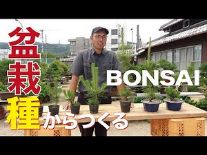 How to make bonsai from seeds [Bonsai / Beginner course]