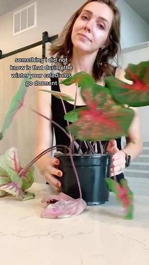 Caladium Plant Care: Winterizing Tips for Healthy Bulbs