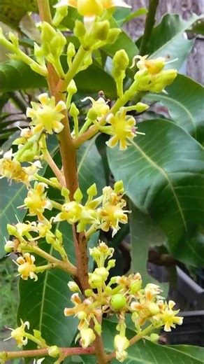 🌸 4k Mango Tree FULL of Blossoms | Future King of Fruits Incoming! 🥭🔥