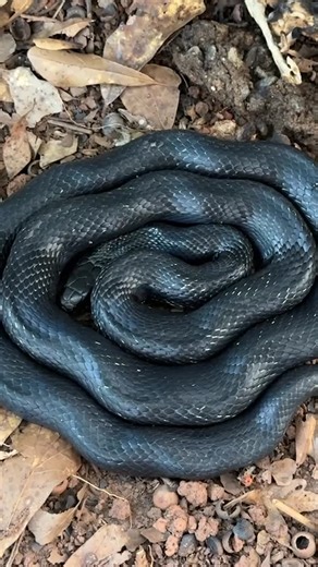 NKFherping | An amazing early summer day checking some suburban flips around metro Atlanta with Gabe! | Instagram