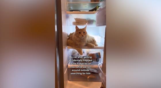 Owner Can’t Find Cat, Turns Out He’s Been Trapped
