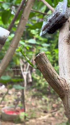 easy way to transfer tree shoots #gardening #grafting #bonsaitree #fruits
