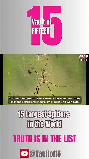 #13 Golden Silk Orb-Weaver — Its golden web can catch birds and even bats.