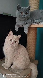 #koty #kotyrządzą #kotybrytyjskie #kocięta #niebieski | Koty rasowe - Easy Bella*PL hodowla kotów brytyjskich