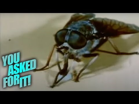 How Exactly Do Flies Eat Their Food? 🪰 | You Asked For It