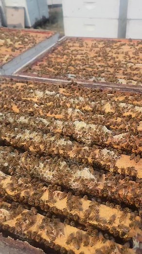 Nice looking hives #pinoybeekeepers | King Bee PH