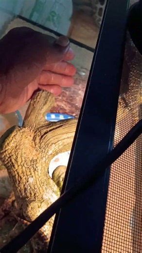 Nile monitor training #reptiles