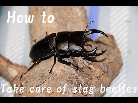 How to take care of stag beetles