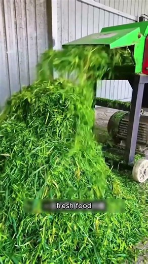 Why They Farm Millions Of Destructive Locusts🤯