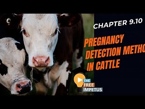 9.10 PREGNANCY DETECTION METHOD IN CATTLE-RECTAL PALPATION