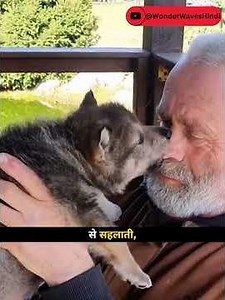 Mother Wolf Left Her Cub With a Human… What Happened Next Is Beautiful