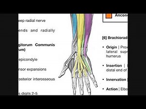 Posterior Forearm Muscles | Deep Layer