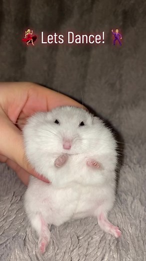 Snowball the Hamster Dancing Compilation