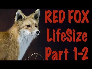 The beautiful pelt on the Red fox , Part 1 of 2.