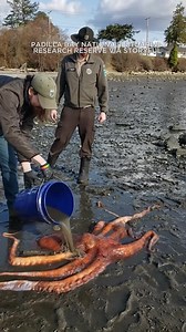 A giant Pacific octopus was returned to sea after it was found stranded on the shore at Bay View State Park in Washington on Wednesday. 🐙 A 10-year-old girl and her family used her toy pail to pour water on it to keep it alive as it awaited rescue. https://abc7ne.ws/2Lu50ZT | ABC7 News