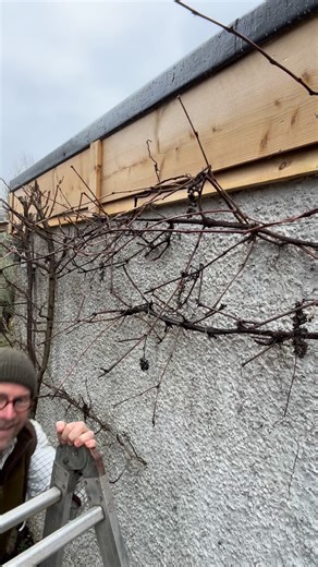 Ben Hamilton Anderson, Rose Expert & Plant Reviewer | If you have a grapevine that you’re in a constant battle with welcome to my guide on training and pruning grapevines Always best grown in... | Instagram