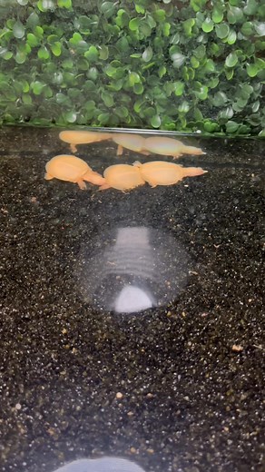 8.7K views · 196 reactions | Albino soft shell turtle #turtle #albino #fyp #fypシ #Softshell | Brian Blazer | Facebook