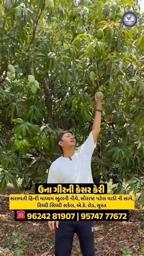 કેરી નો પાકે કે ખરાબ નીકળે તો પેટી રિટર્ન લઈ લેશે