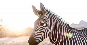 À quoi servent les rayures des zèbres ?