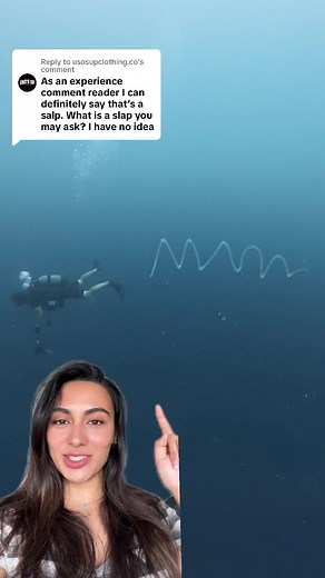 Understanding Salps: The Bizarre Ocean Creatures Explained