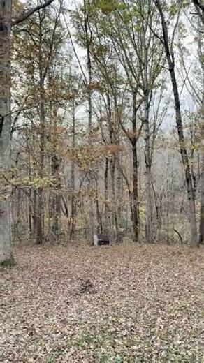 Our Fall Colors Will Be Gone Soon 🍂