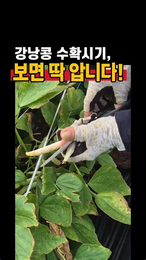 강낭콩(자강) 수확시기, 이렇게 판단하면 실패 없습니다