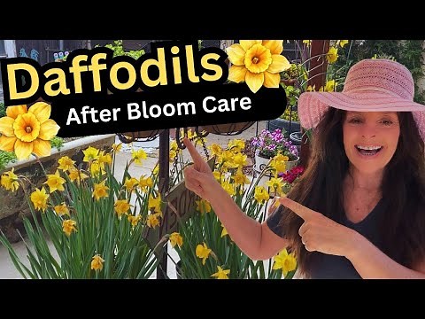 Daffodils After Flowering (Care & Tips) 😀🧡