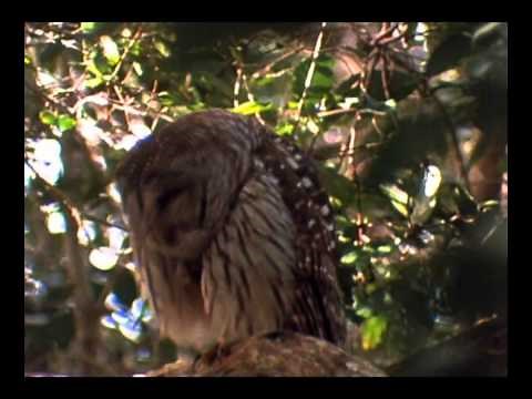 泰雅族歡樂歌 Rimuy Sola Rimuy Yo