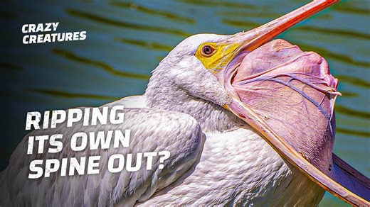 The Truth Behind Pelicans and Their 'Protruding Spines'