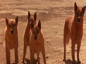 Dingoes (Kangaroo Jack)