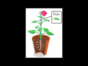 Las partes de la plantas y sus funciones
