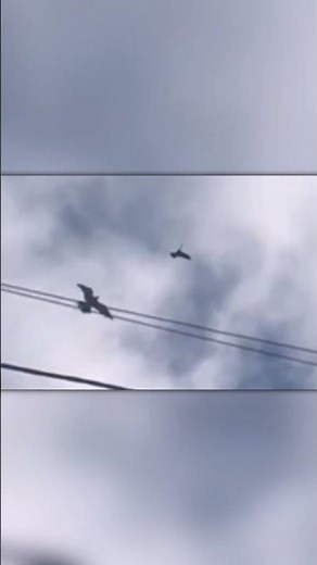 Sky Assassin: Falcon’s Blinding Aerial Hit!