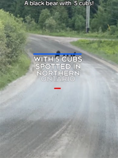 A mother bear with her hands full was spotted at Lake Temagami in Northern Ontario back in June. #newsstories #canada #Ontario