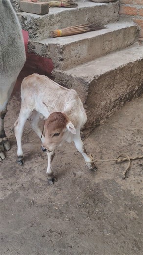 choti choti Gaiya chote chote gwal l #chhotichhotigaiya #cowvideos #shots #merigaiya #cowsound #fyp