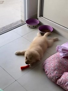 To license this content click here and use “RM1” code at checkout https://www.jukinmedia.com/licensing/view/1177882 | Jukin Copyright Management | Facebook