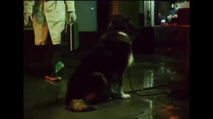 Night Shift is a 1982 American comedy film directed by Ron Howard....