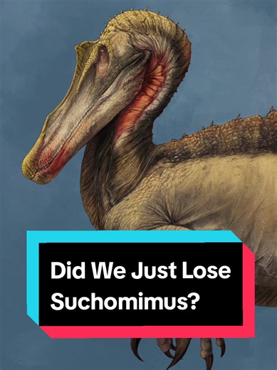 Did We Just Lose Suchomimus? Spinosaurus vs Suchomimus Explained