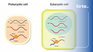 9 Perbedaan Sel Prokariotik dan Eukariotik beserta Contoh
