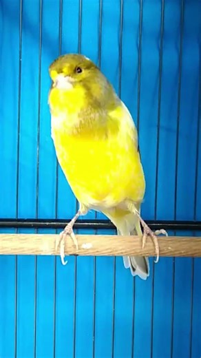 CANARI CHAMPION pour CONCOURS