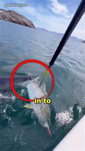 Nobody Expected The Shark Attack