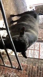 151K views · 392 reactions | Moving our Aberdeen Angus Bull the other day! Ready to go with some bulling heifers! #stockbull #hereslenny #easycalving #biglad #doesntknowhisownstrength #yorkshire #farm #farmshop #homegrown #britishbeef | Mainsgill Farmshop | Facebook