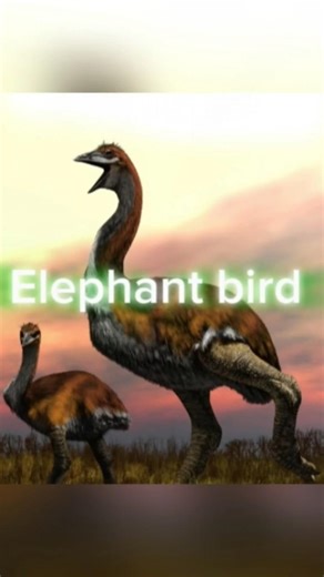 “Tum Galat The! Biggest Bird Ever 💀”‪@The_Faxon‬