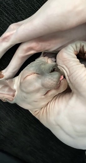 He is eepy #pipandhorusthesphynx #sphynx #cattitude #eepy #heiseepy #animalsdothings #fyp #catsoftiktok #petsoftiktok #pippen #horus #trending #foryou #catlover #catlover #cattok