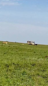 937K views · 5.1K reactions | Kasongo tested this lioness's agility and hunting prowess女 overrating their speed and undermining this Apex predator's ability. #kasongo #warthog #warthogs #pumba #pigs #wildlife #gamedrivesafari #lion #lions #lioness #bigcats #africansafari #bigcatsofafrica #adventure | Wildfriends Africa | Facebook