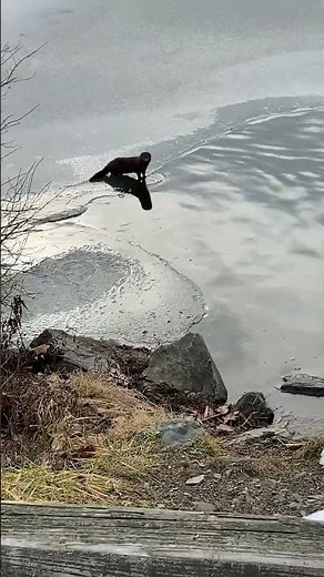 Mink on the icy lake at Frances Slocum State Park - Pennsylvania Wildlife