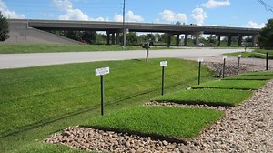 Best Grass Varieties for Houston Pearland Manvel Sugar Land TX