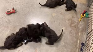 1.2K views · 33 reactions | Our favourite kind of chocolate - chocolate COCKAPOOS 朗 | The Top Dog Store | Facebook